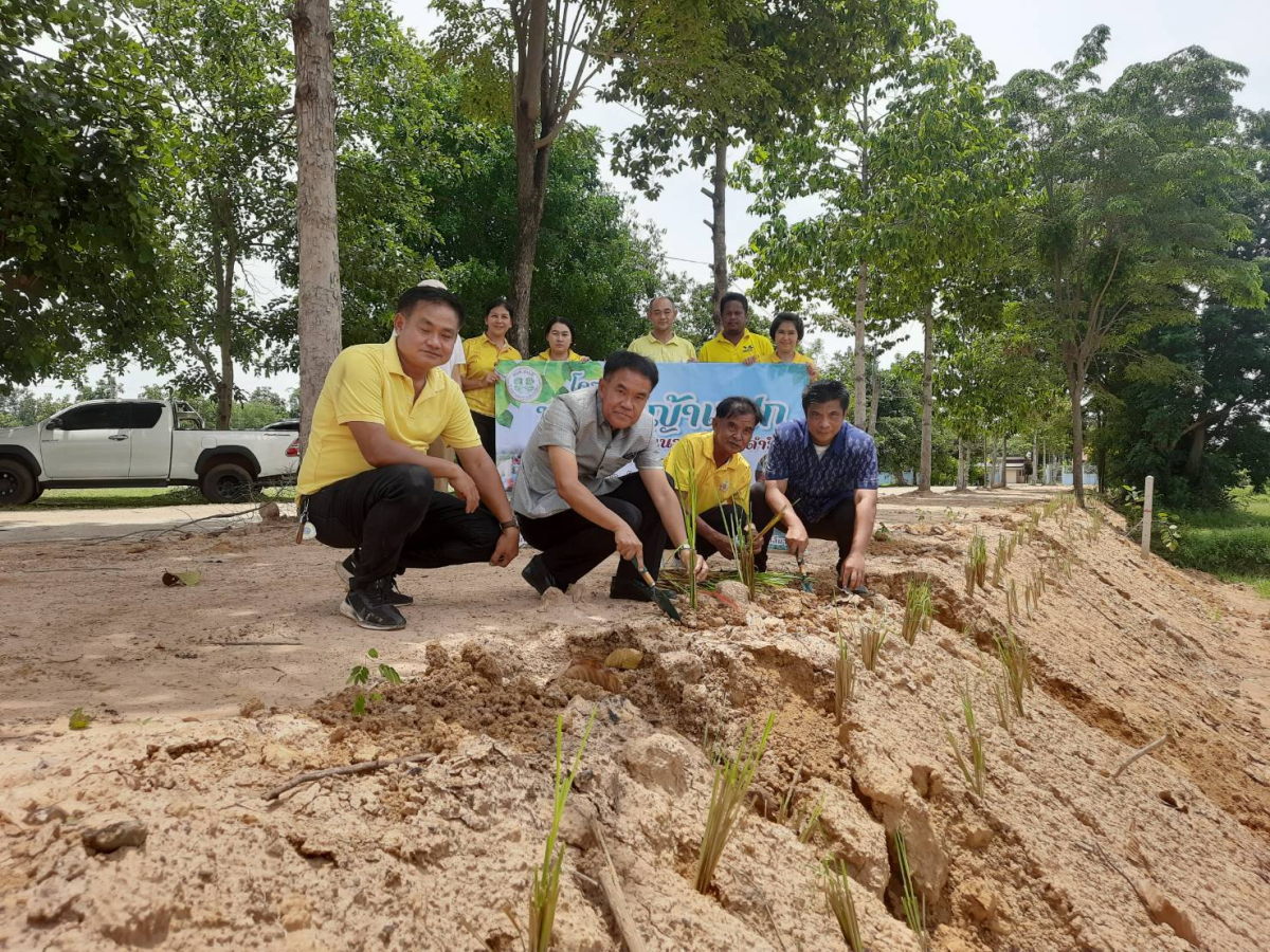 โครงการปลูกหญ้าแฝกตามแนวพระราชดำริ ประจำปีงบประมาณ 2567