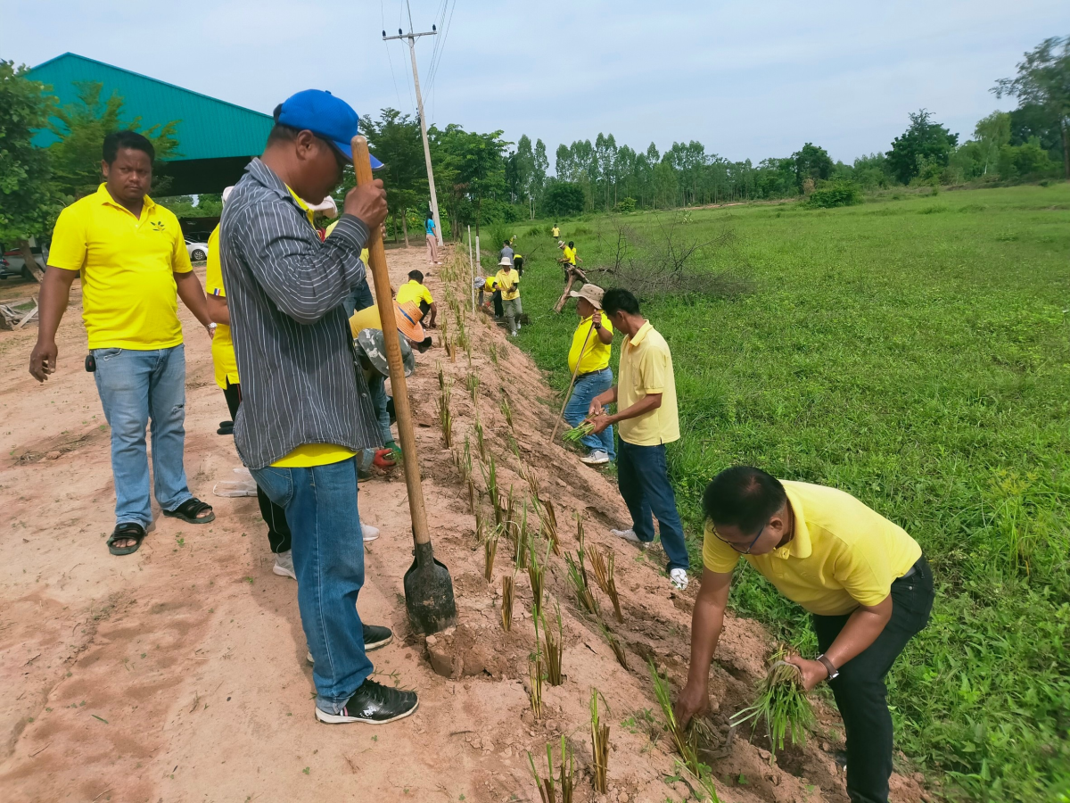 โครงการปลูกหญ้าแฝกตามแนวพระราชดำริ ประจำปีงบประมาณ 2567