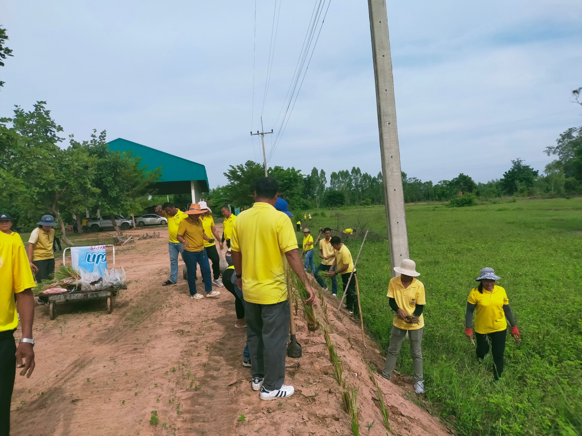 โครงการปลูกหญ้าแฝกตามแนวพระราชดำริ ประจำปีงบประมาณ 2567