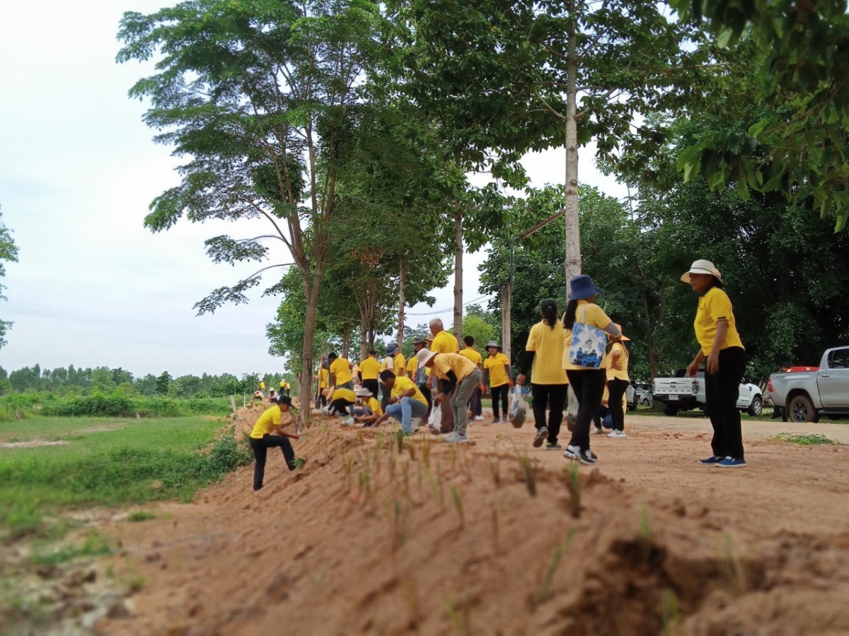 โครงการปลูกหญ้าแฝกตามแนวพระราชดำริ ประจำปีงบประมาณ 2567