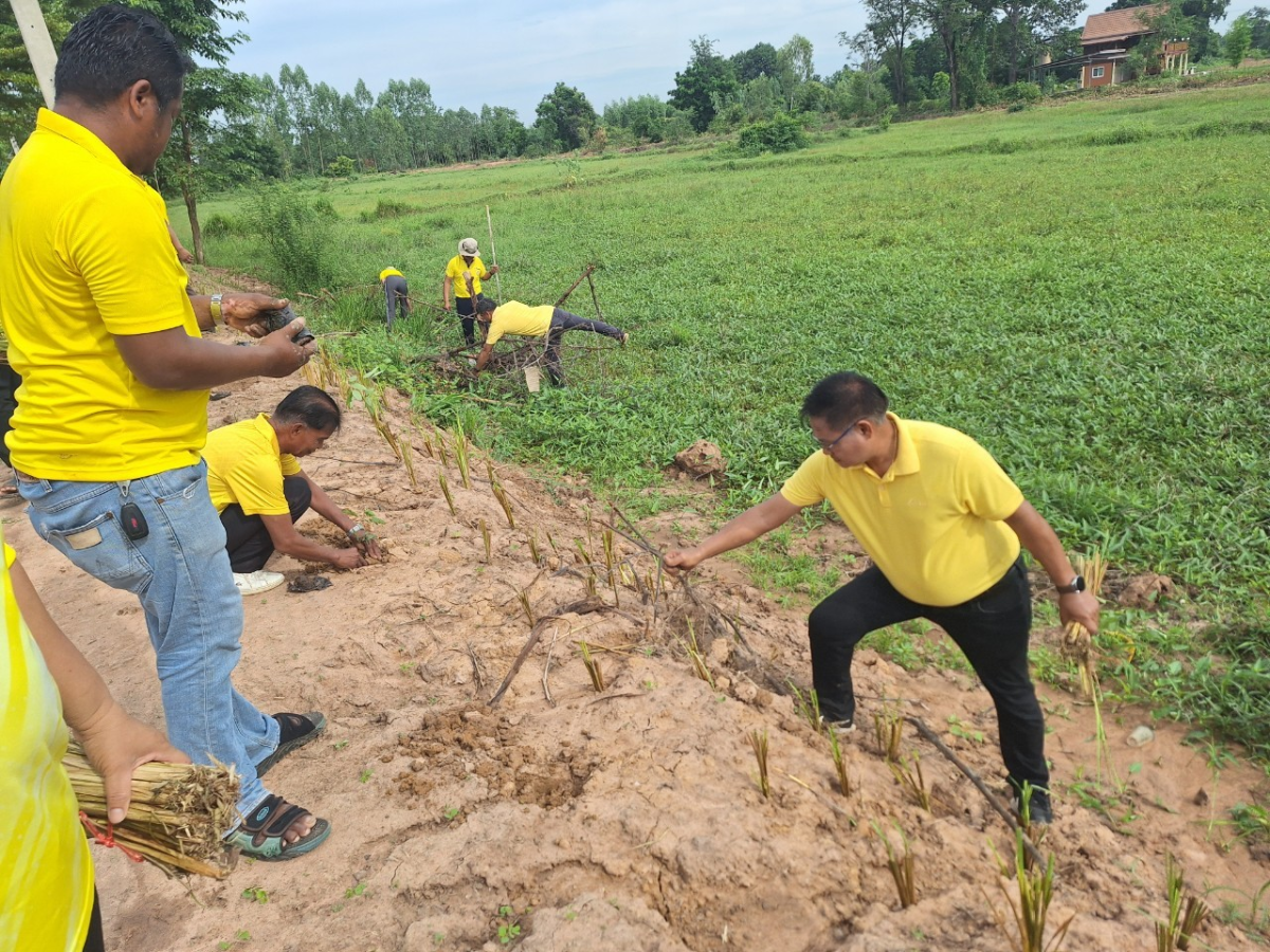 โครงการปลูกหญ้าแฝกตามแนวพระราชดำริ ประจำปีงบประมาณ 2567