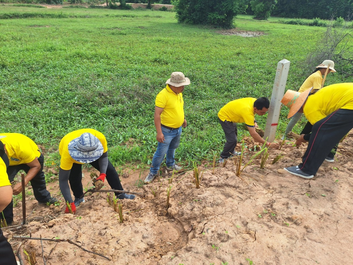 โครงการปลูกหญ้าแฝกตามแนวพระราชดำริ ประจำปีงบประมาณ 2567