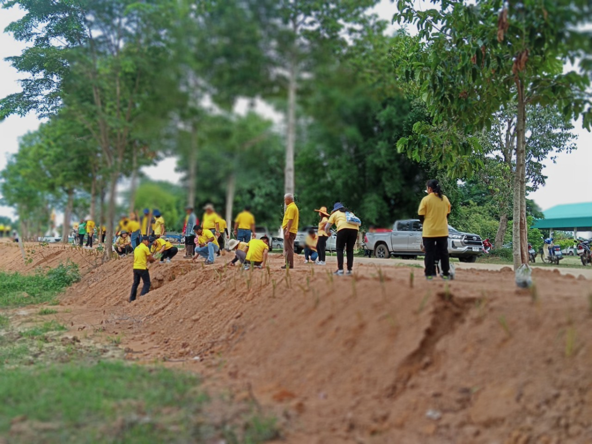 โครงการปลูกหญ้าแฝกตามแนวพระราชดำริ ประจำปีงบประมาณ 2567